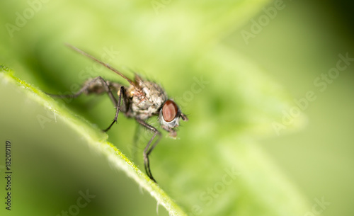 Portrait of a fly on a green leaf in nature © schankz