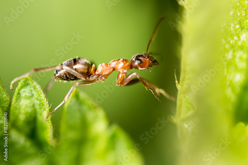 The ant on the green leaf in nature © schankz