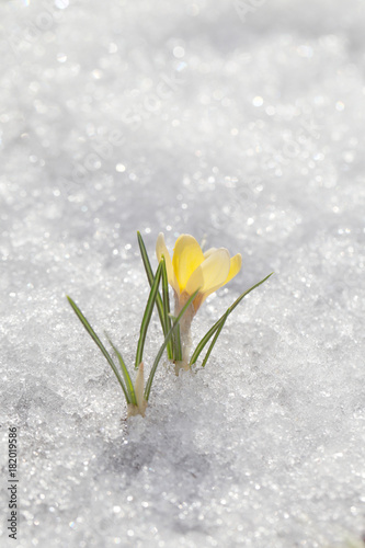Crocuses yellow bloom against the background of white snow. View of the spring garden.