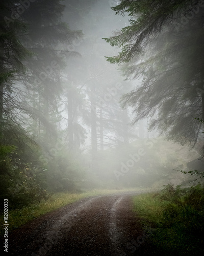 Mist in Grizedale Forest photo