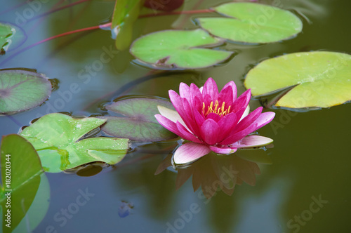 Pink waterlily with green leaves