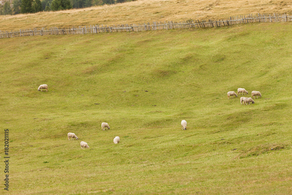 Fototapeta premium flock of 