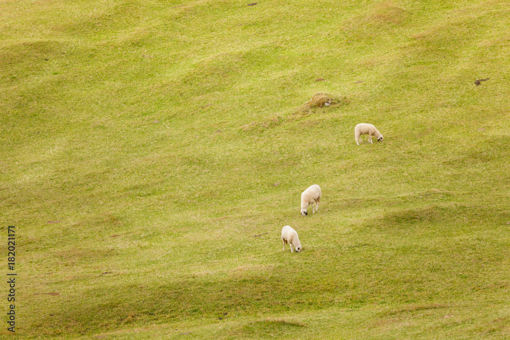 Fototapeta premium flock of 