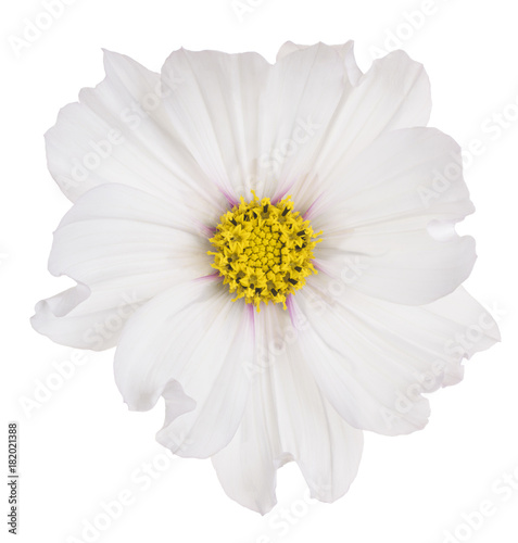 cosmos flower isolated