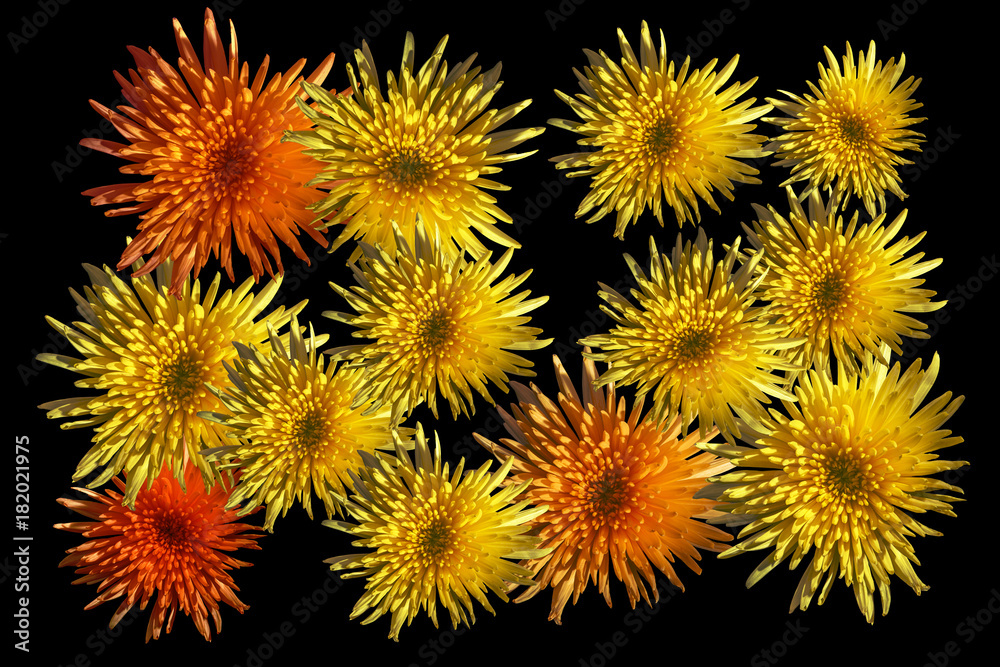 Yellow orange flower heads (asters) isolated on a black background Yellow orange flower heads (asters) isolated on a black background