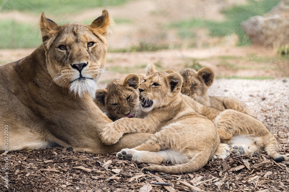 Fototapeta premium Lion cubs 