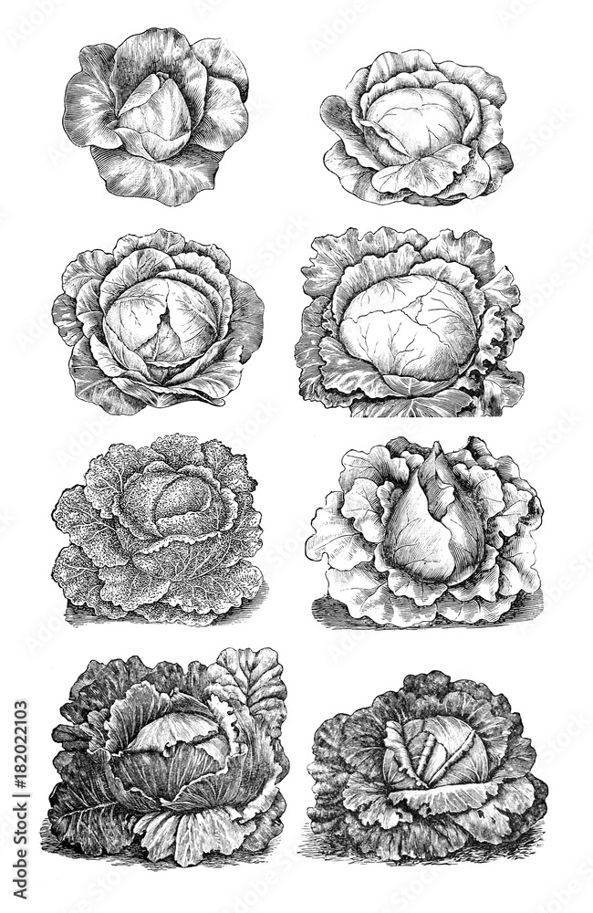 Illustration of vegetables. Cabbage Illustration of vegetables. Cabbage