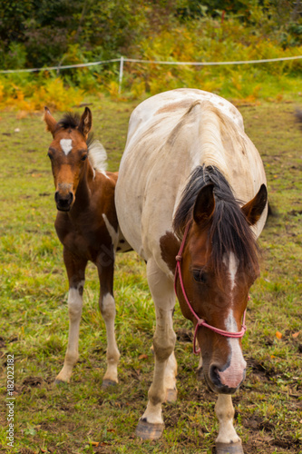 foal next to his mother on the field © klemen