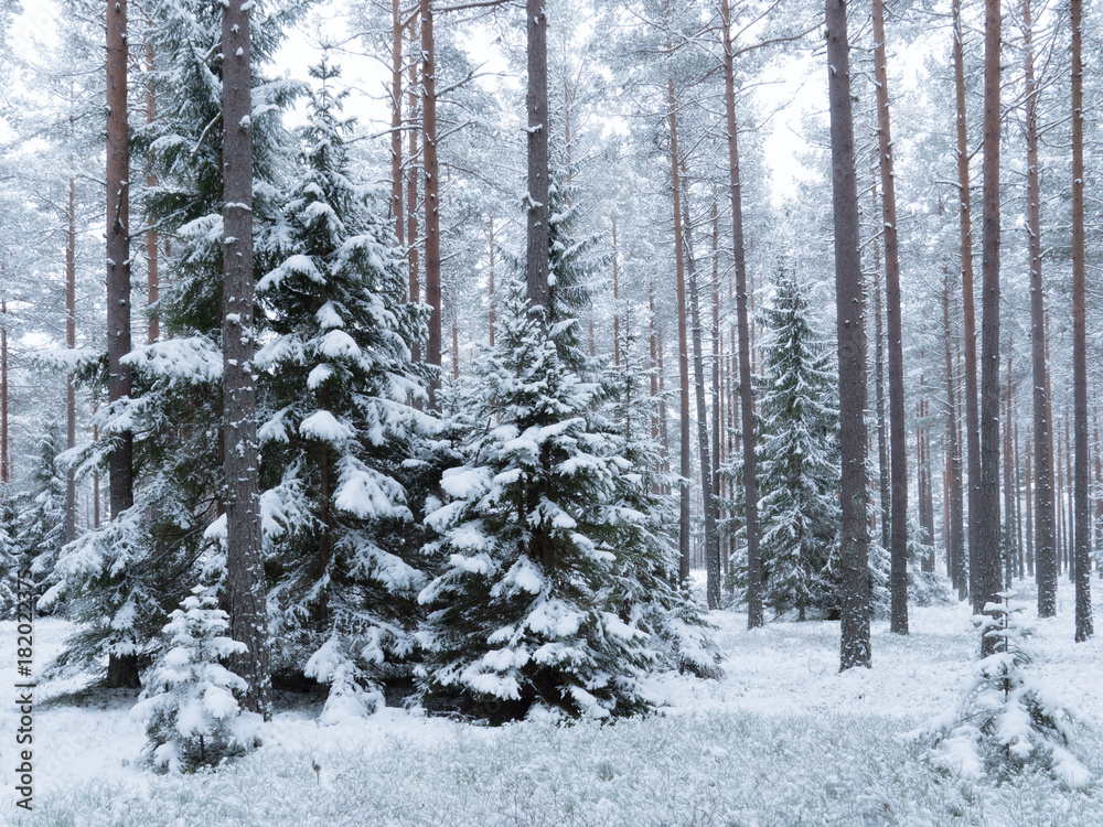 Spruce tree forest covered by fresh snow during winter Christmas time Spruce tree forest covered by fresh snow during winter Christmas time
