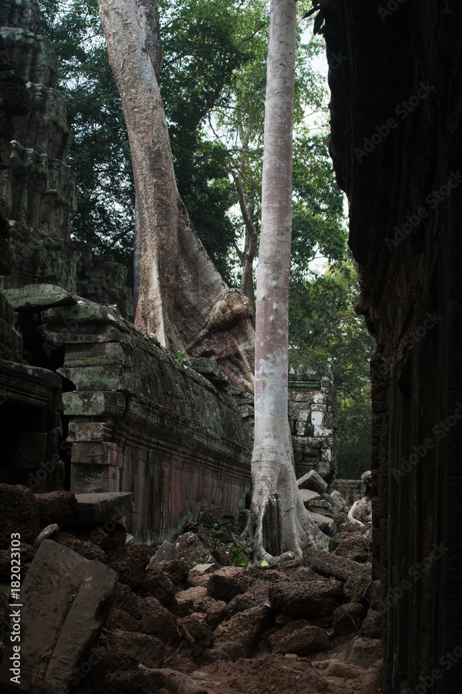 Big tree in ancient Angkor 