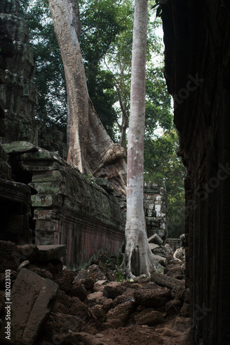 Big tree in ancient Angkor 