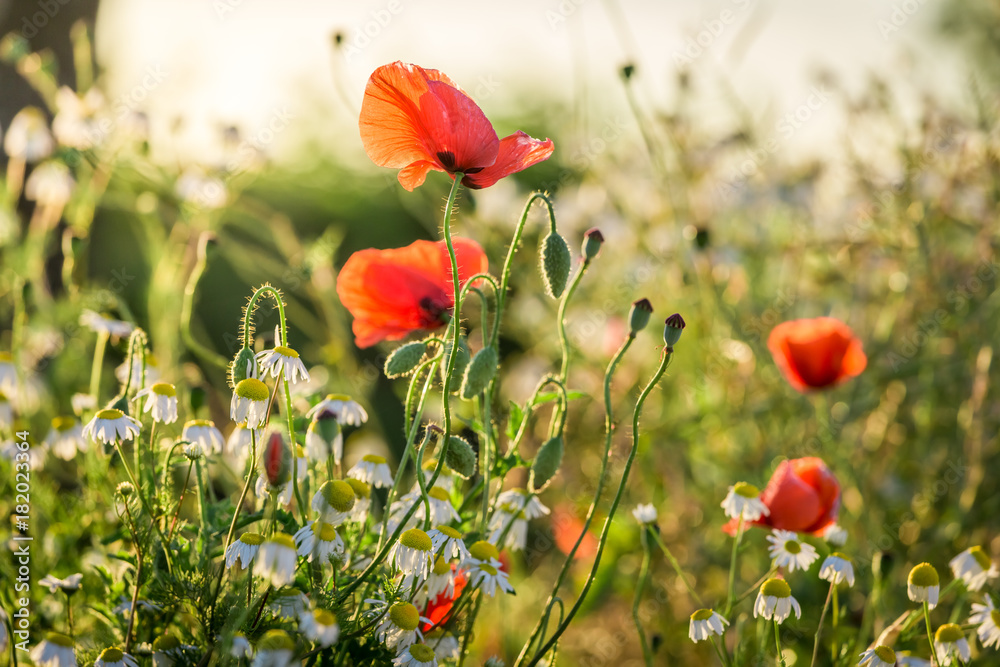Obraz premium Poppy seed in the field at sunrise, Poland