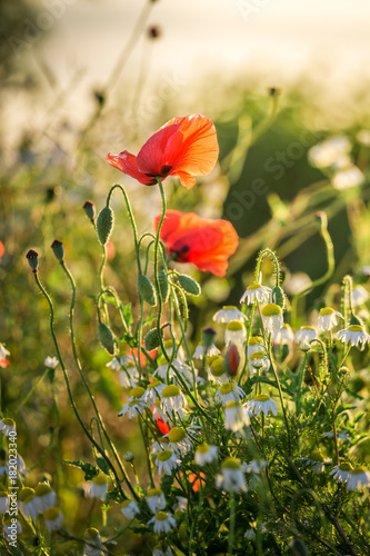 Fototapeta Naklejka Na Ścianę i Meble -  Red poppy seed in the field at sunrise, Europe