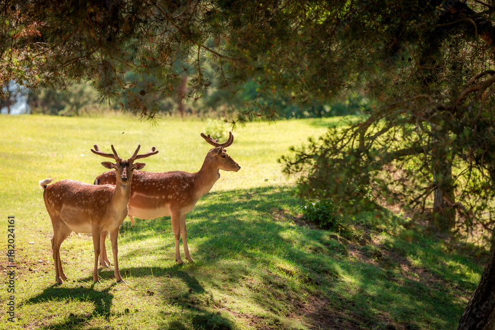 Wonderful deers in forest at sunny day, Poland, Europe Wonderful deers in forest at sunny day, Poland, Europe