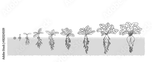 Есо Beet grows from the seed stage plant growing White Background