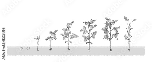 Есо soybean grows from the seed stage plant growing White Background