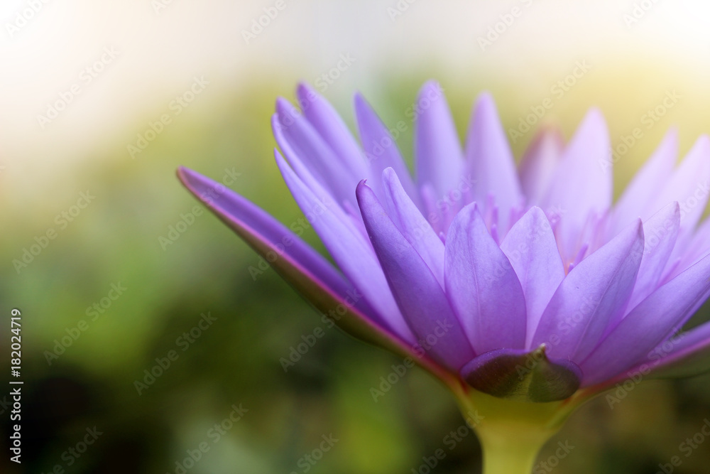 Beautiful purple lotus flowers,The top view of pink flower or lotus flower using as background and wallpaper. Beautiful purple lotus flowers,The top view of pink flower or lotus flower using as background and wallpaper.