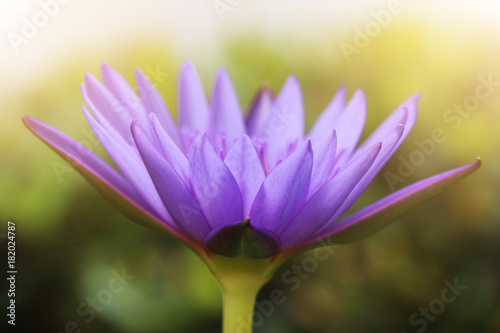 Beautiful purple lotus flowers The top view of pink flower or lotus flower using as background and wallpaper.