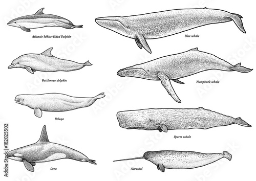 Whales, dolphins collection illustration, drawing, engraving, ink, line art, vec Fototapet