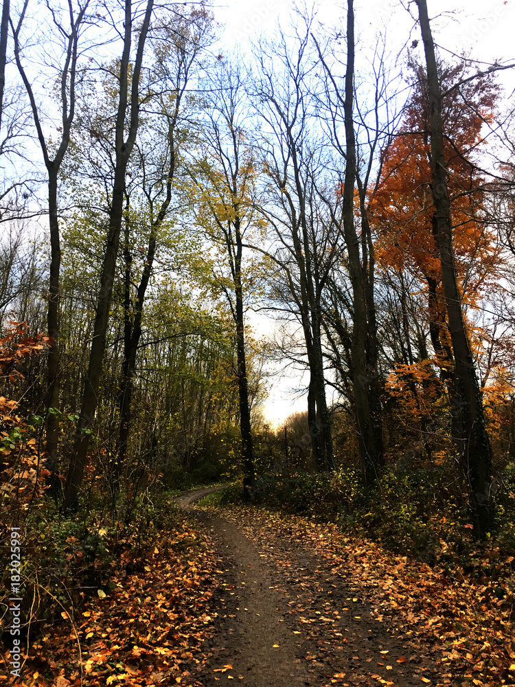 Fototapeta premium Winding narrow street with fall autumn leave on it in the daylight