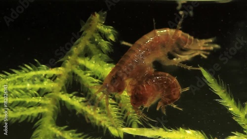 Closeup of a pairing couple of amphipods