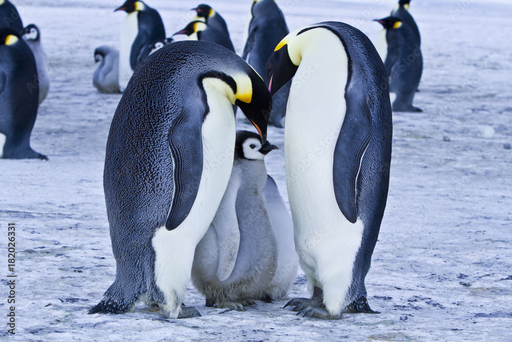 Fototapeta premium Emperor penguins(aptenodytes forsteri)with Chicks in a colony in the Davis sea,Antarctica