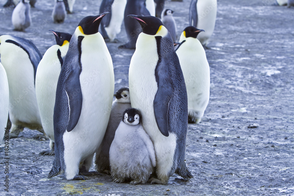Fototapeta premium Emperor penguins(aptenodytes forsteri)with Chicks in a colony in the Davis sea,Antarctica
