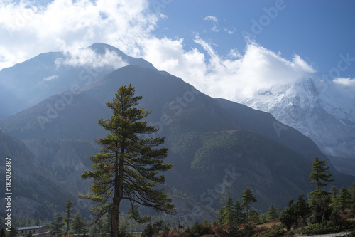 Trees and snowcapped peak at background in the Himalaya mountains, Nepal © Raimond Klavins