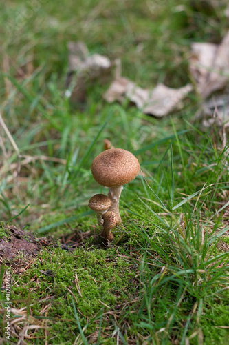 A mushroom, Type unkown