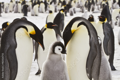 Emperor penguins(aptenodytes forsteri)with Chicks in a colony in the Davis sea,Antarctica