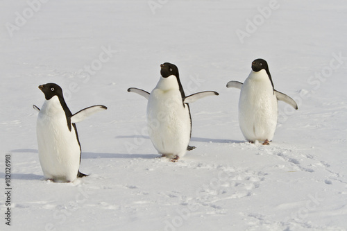 Adélie penguins(Pygoscelis Adeliae)walking on the sea ice in the Davis sea,Antarctica