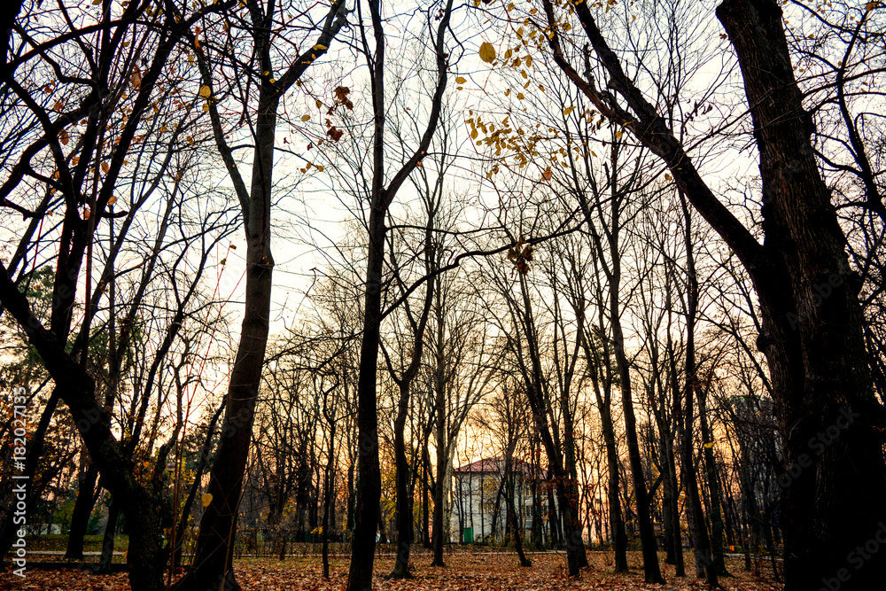 Autumn forest in the park Herastrau, in Bucharest, Romania