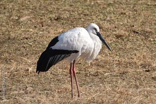 Obraz na płótnie oriental white stork w salonie