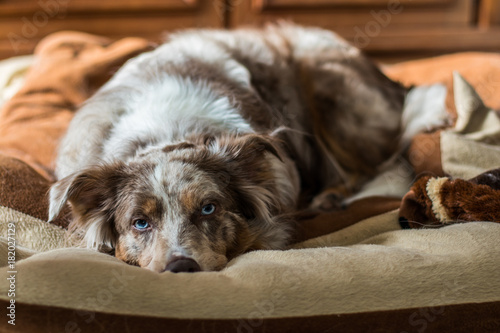 Aussie Siesta