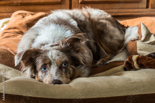 Aussie Siesta