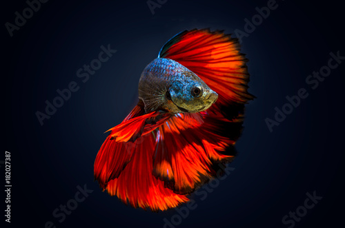 Obraz na płótnie Fish bite fighting fish Red Dark blue background