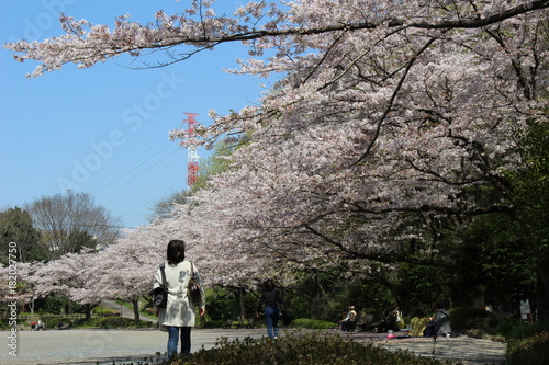 芹ヶ谷公園の桜