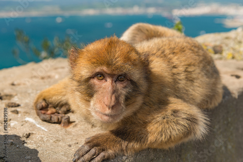Baby macaque on the Rock of Gibraltar © Bart