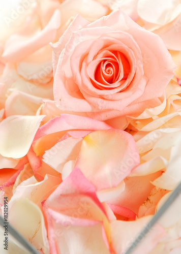 rose flower background photo