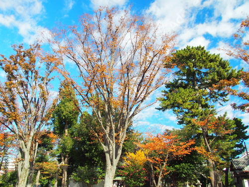 秋の公園の木々