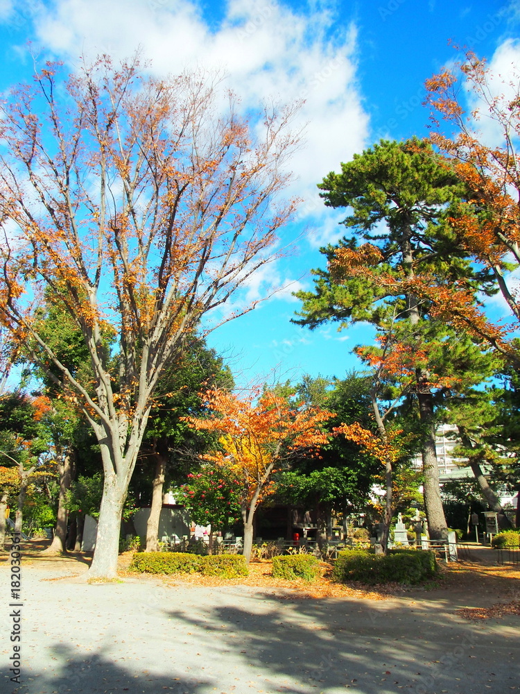 Naklejka premium 秋の公園風景