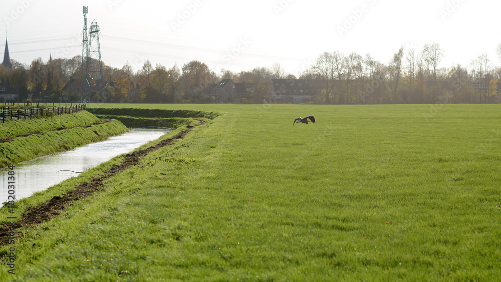 Fototapeta premium Heron next to a little stream in a meadow