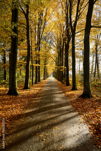 Sunlight falling though the trees on a forest lane. Bright warm colors