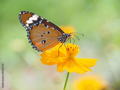 Beautiful butterfly Sucking on sweet and sour flowers and sunshine, blurry background and space for text or symbol with natural beauty conception, cute, gentle, refreshing, warm, summertime