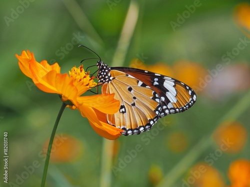 Beautiful butterfly Sucking on sweet and sour flowers and sunshine  blurry background and space for text or symbol with natural beauty conception  cute  gentle  refreshing  warm  summertime