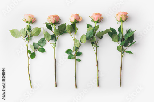 pink rose flowers with stems
