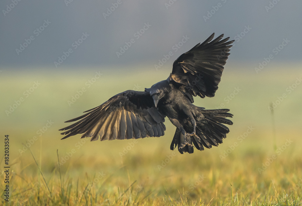 Obraz premium Kruk (Corvus corax)