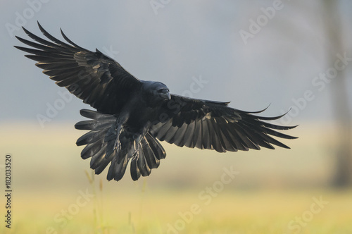 Raven (Corvus corax) © Piotr Krzeslak