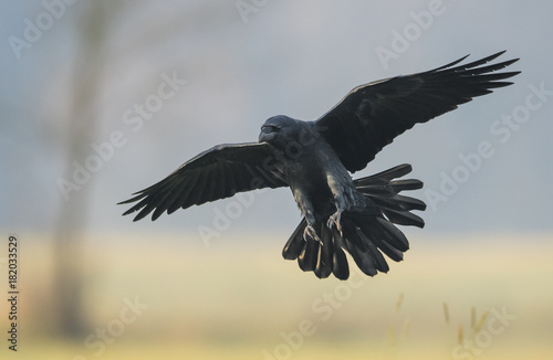 Raven (Corvus corax)