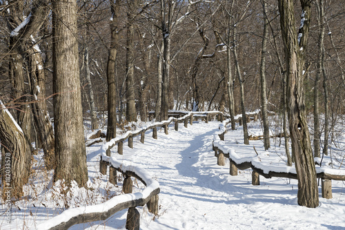 An empty trail curves into the distance in a scenic morning view of the woods of Central Park after a snow storm in New York City